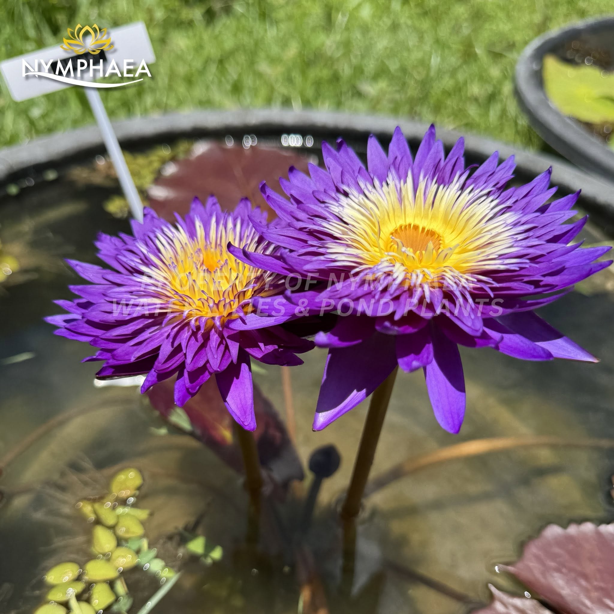 Nymphaea Violet Crown purple double bloom
