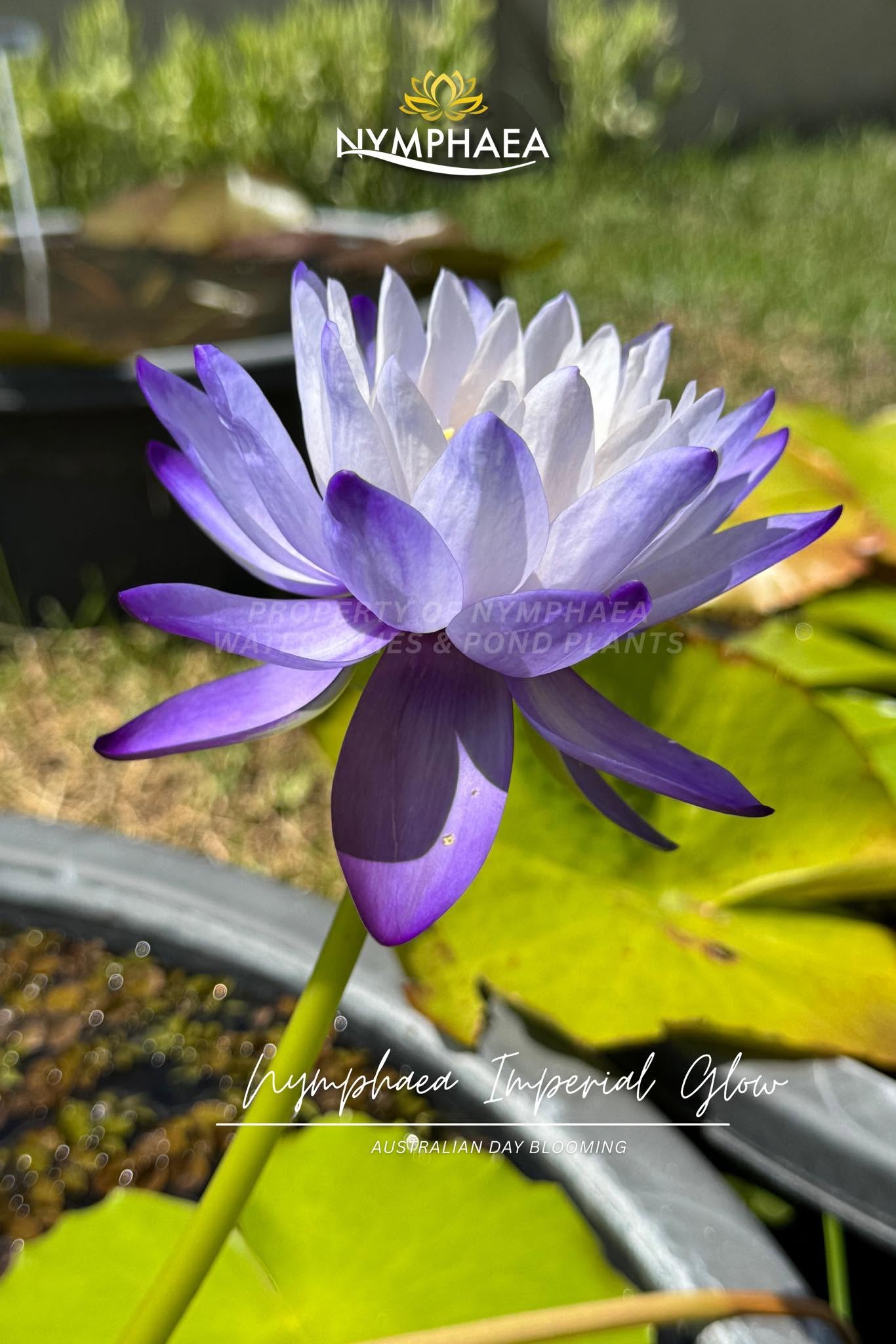 Nymphaea Imperial Glow