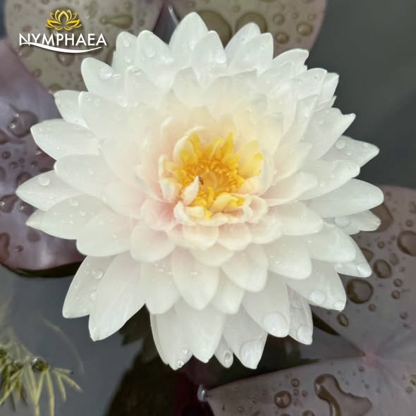 Nymphaea Ivory Moon white water lily bloom