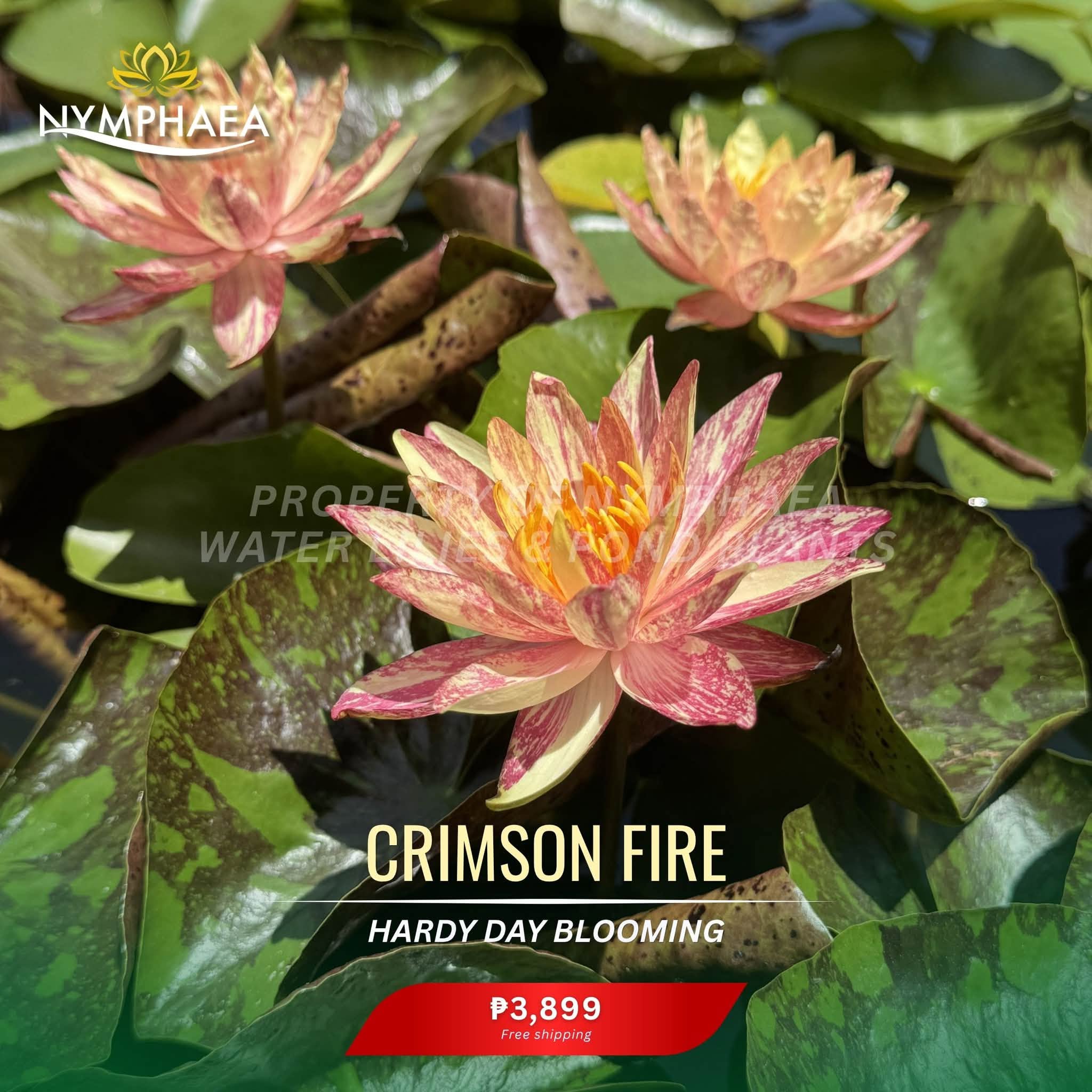 Nymphaea Crimson Fire water lily