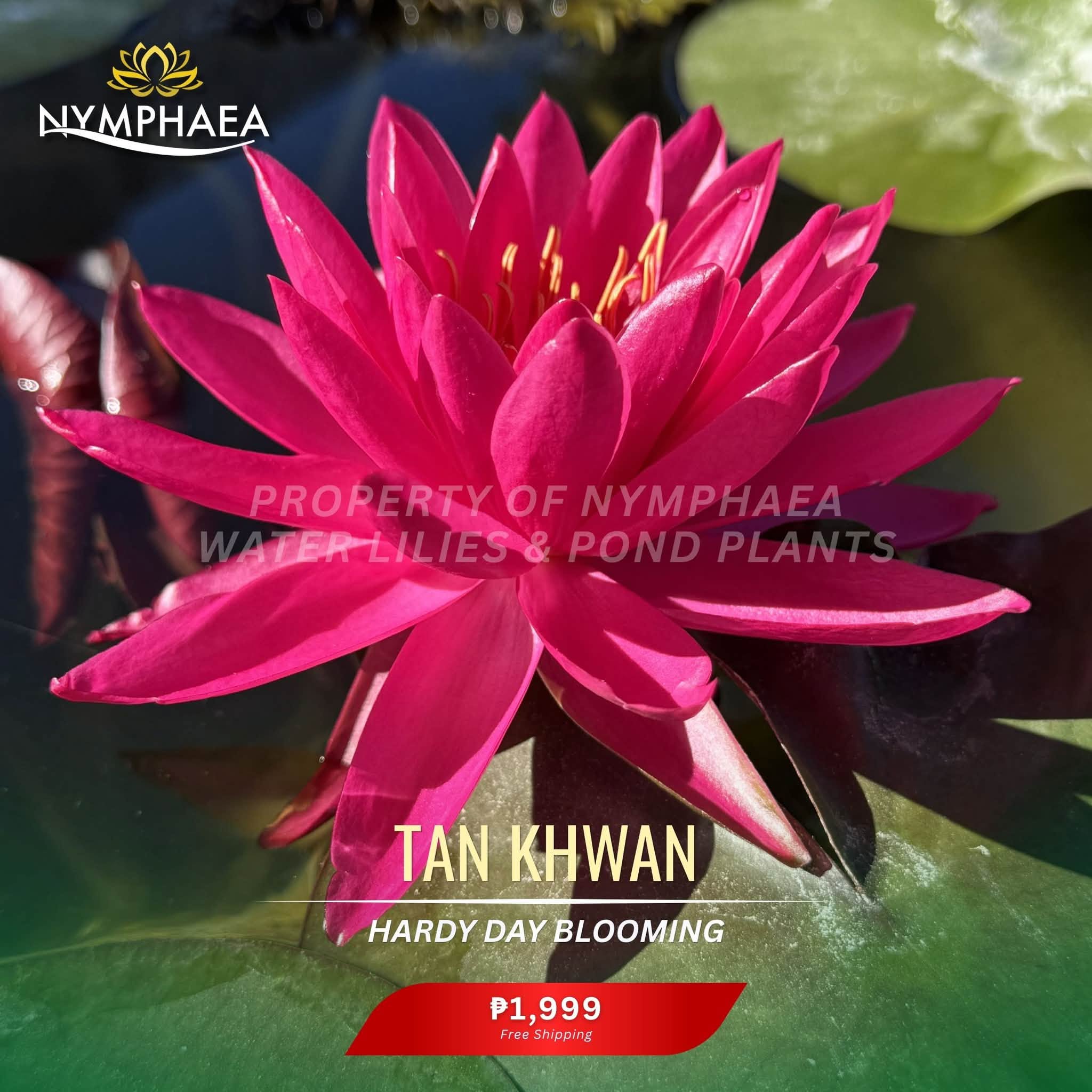 Nymphaea Tan Khwan water lily
