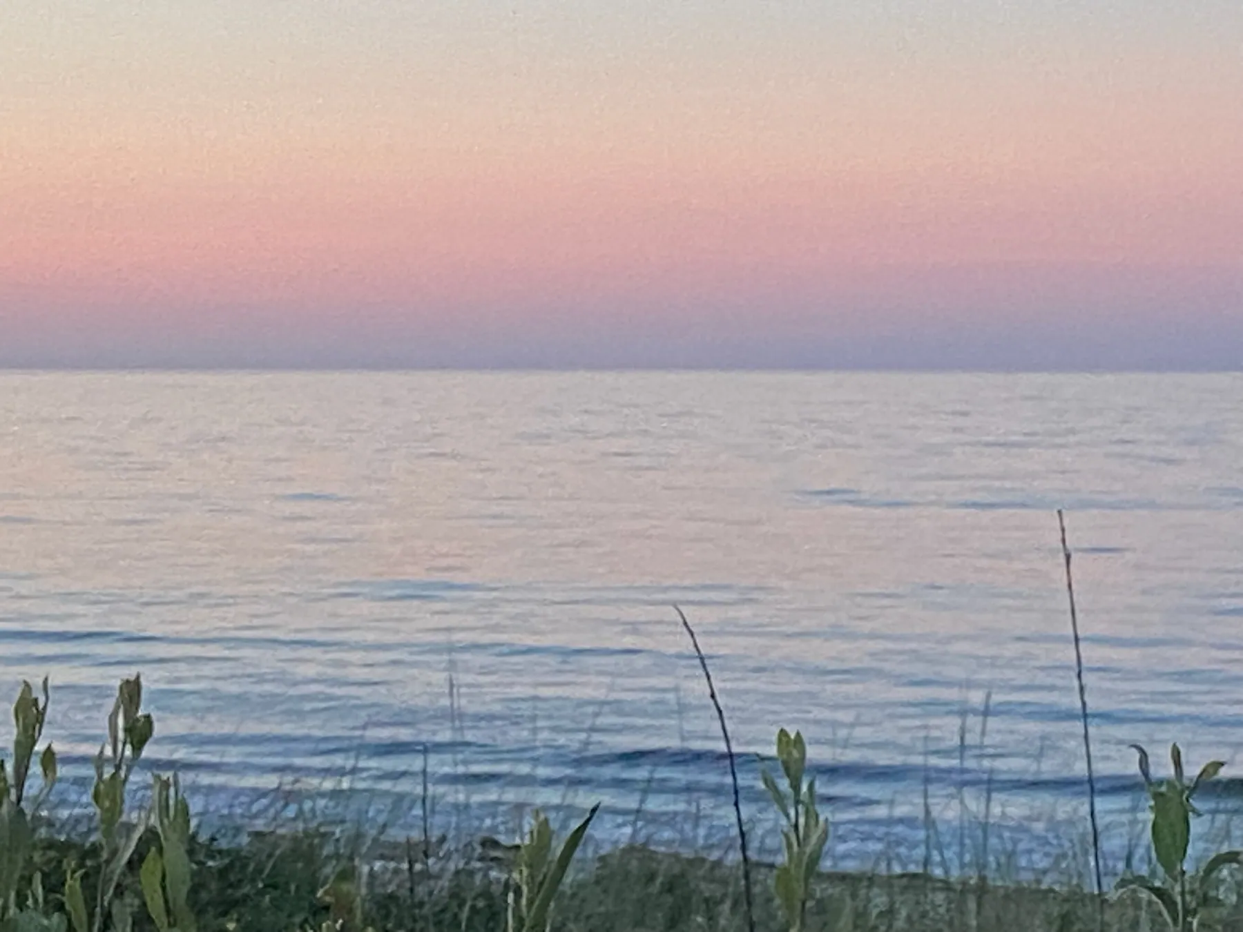 Dawn light over sea grass at the shore