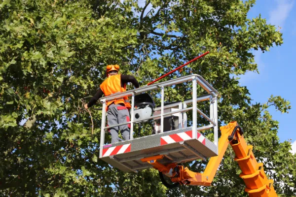Arborist trimming a tree