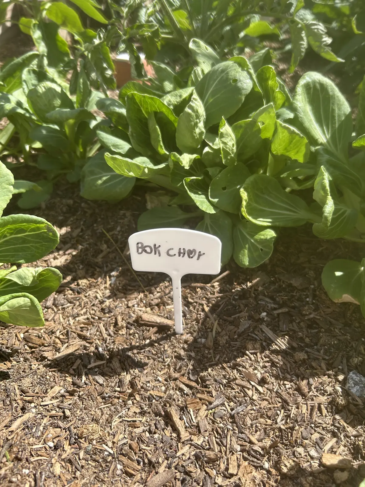 Bok choy growing in the Elementary garden, with a hand-lettered plant label