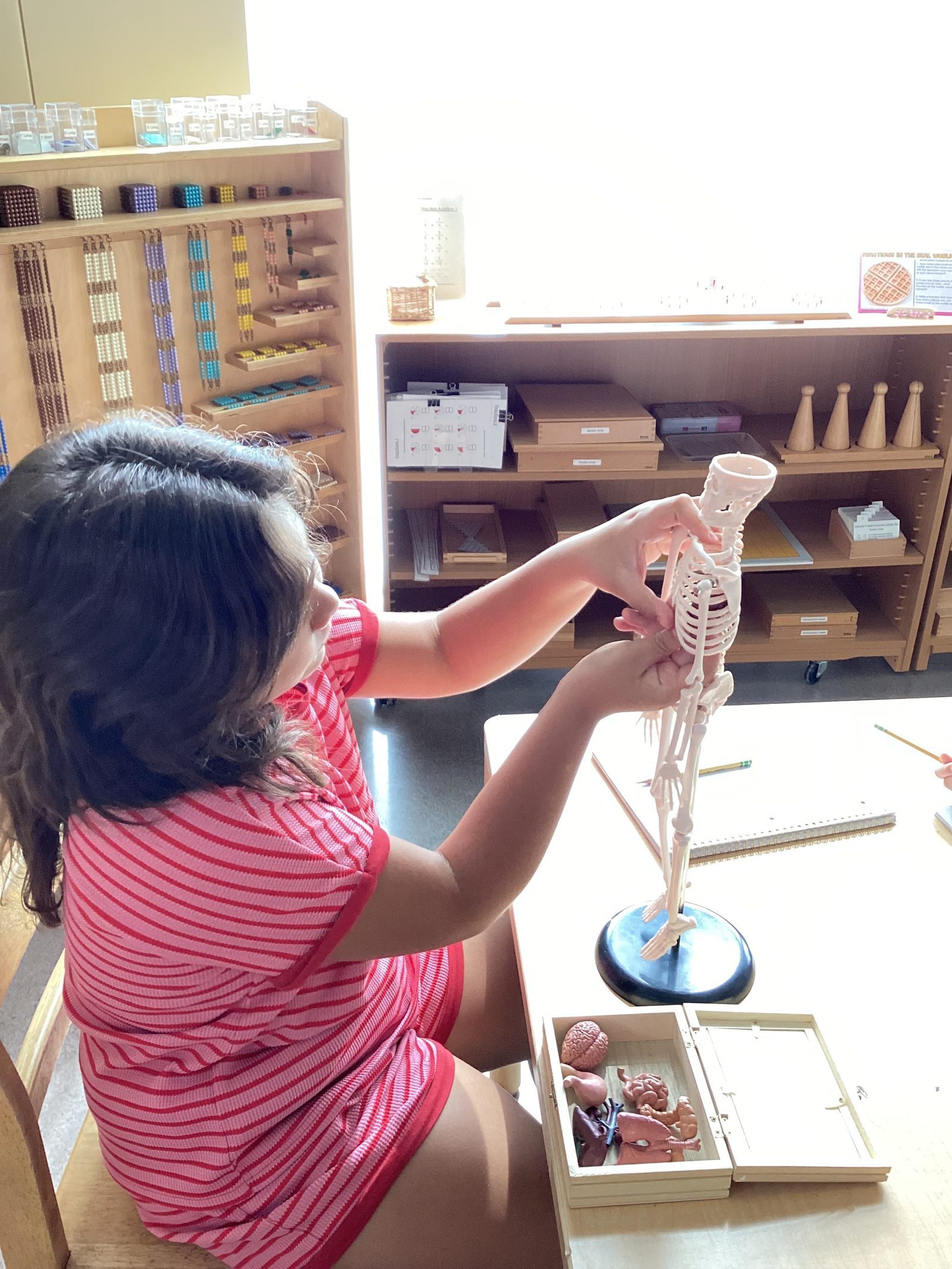 A student assembling an anatomical skeleton model