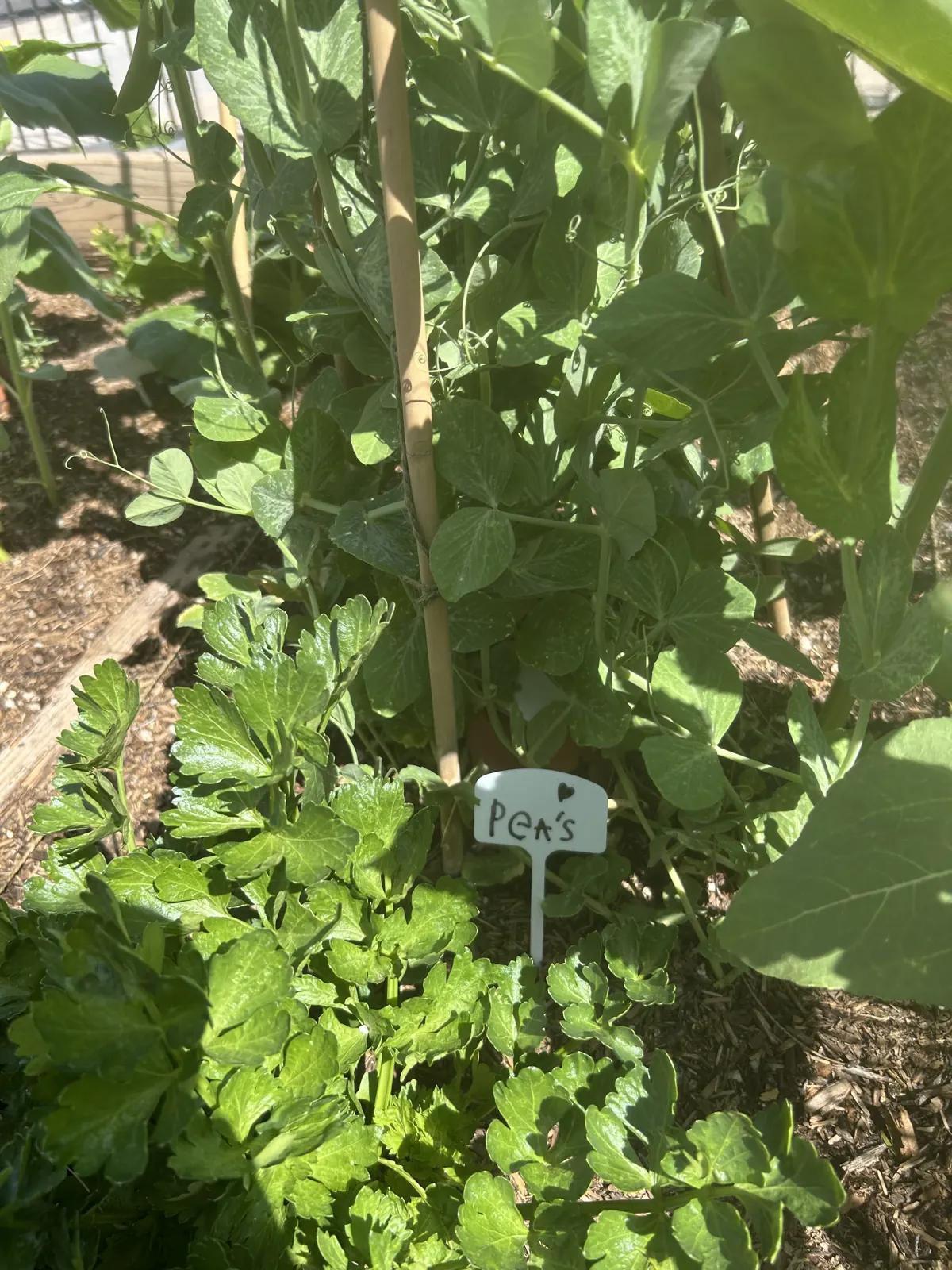 Pea vines climbing bamboo stakes in the Elementary garden, with a hand-lettered plant label