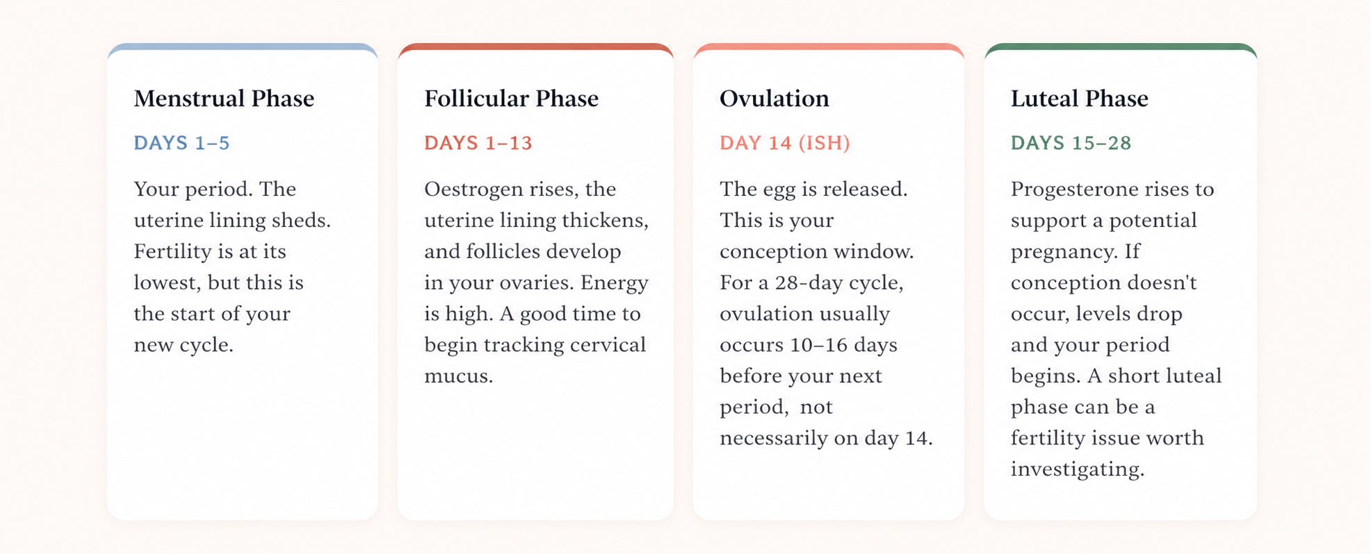 Phases of fertility cycle