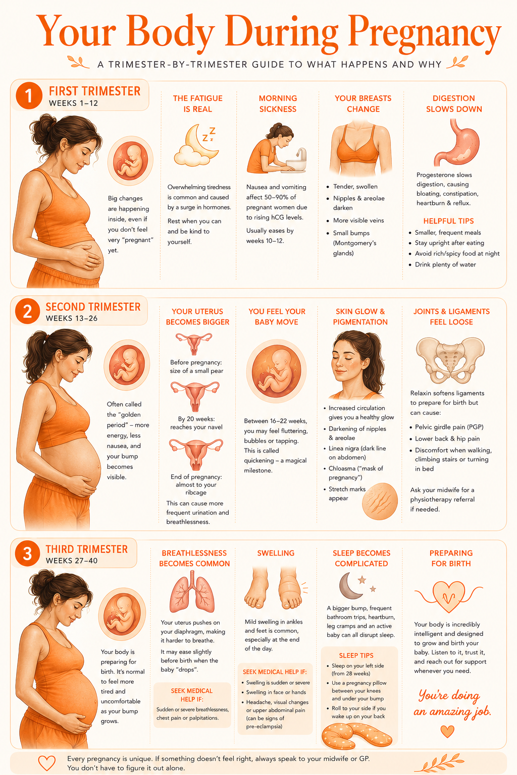 Body changes during pregnancy