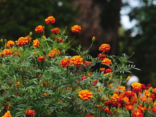  Landscape Maintenance