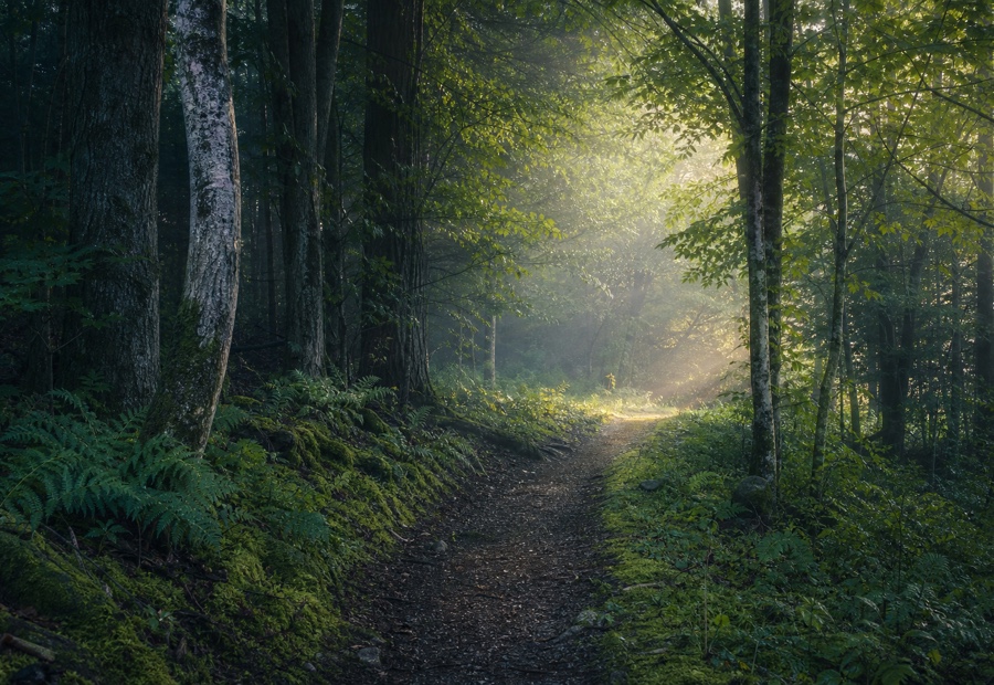A misty woodland path opening into morning light, representing a shift in perspective