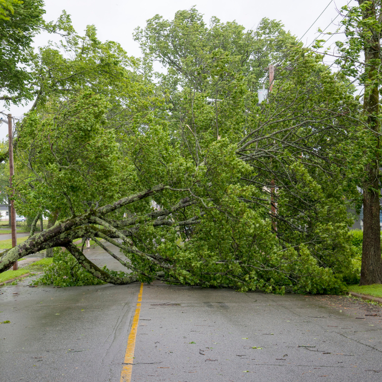 Fallen tree in the road