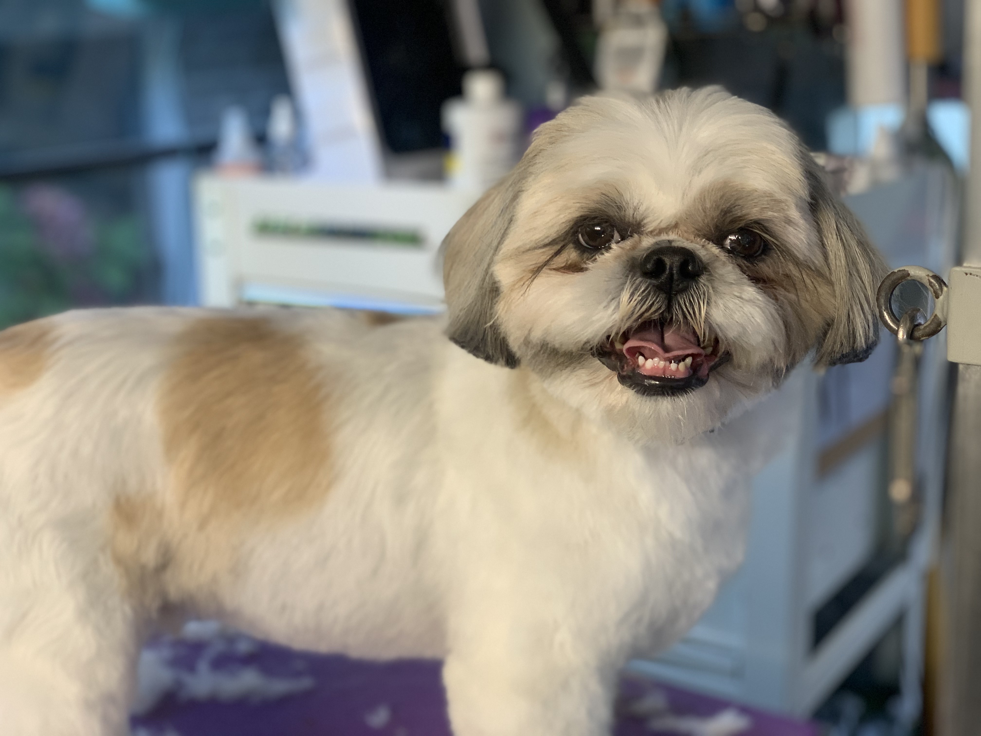 Tidy-Ups in Between Grooms Oak Harbor