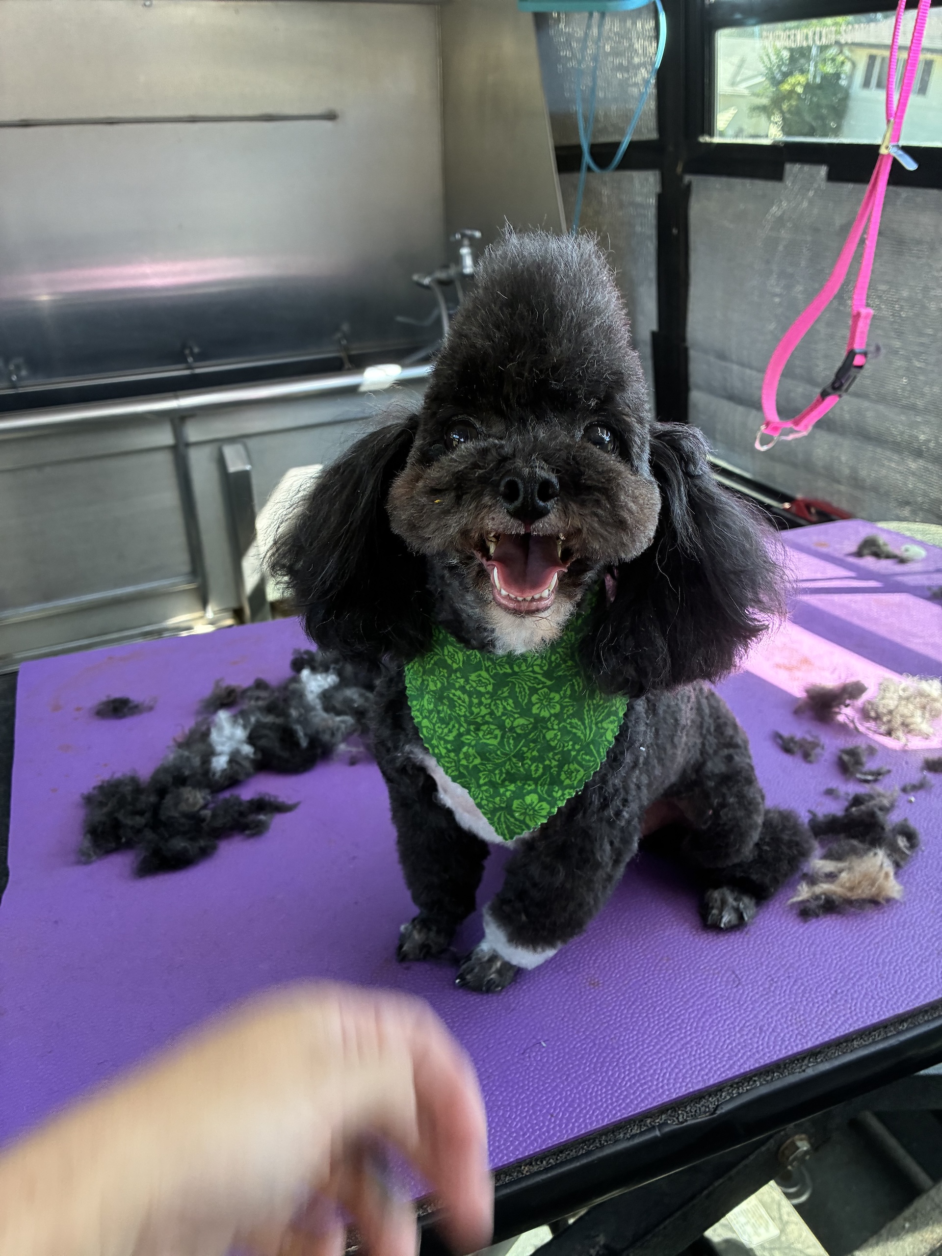  Full Dog Grooming