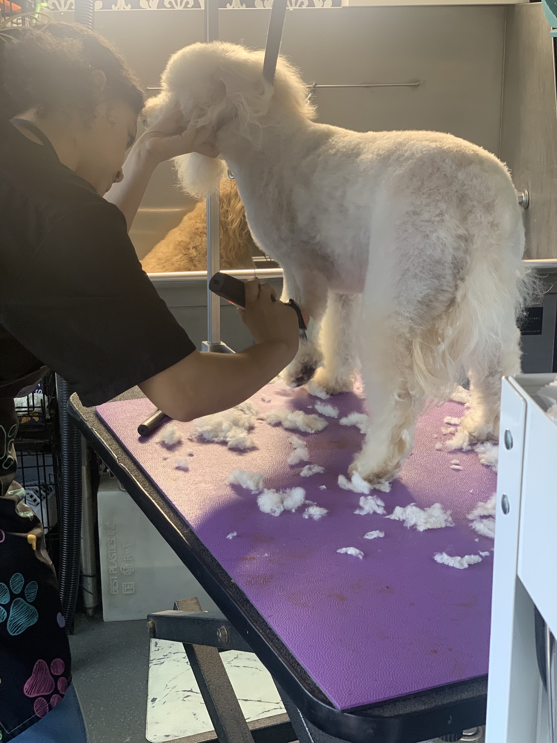 Anacortes Tidy-Ups in Between Grooms