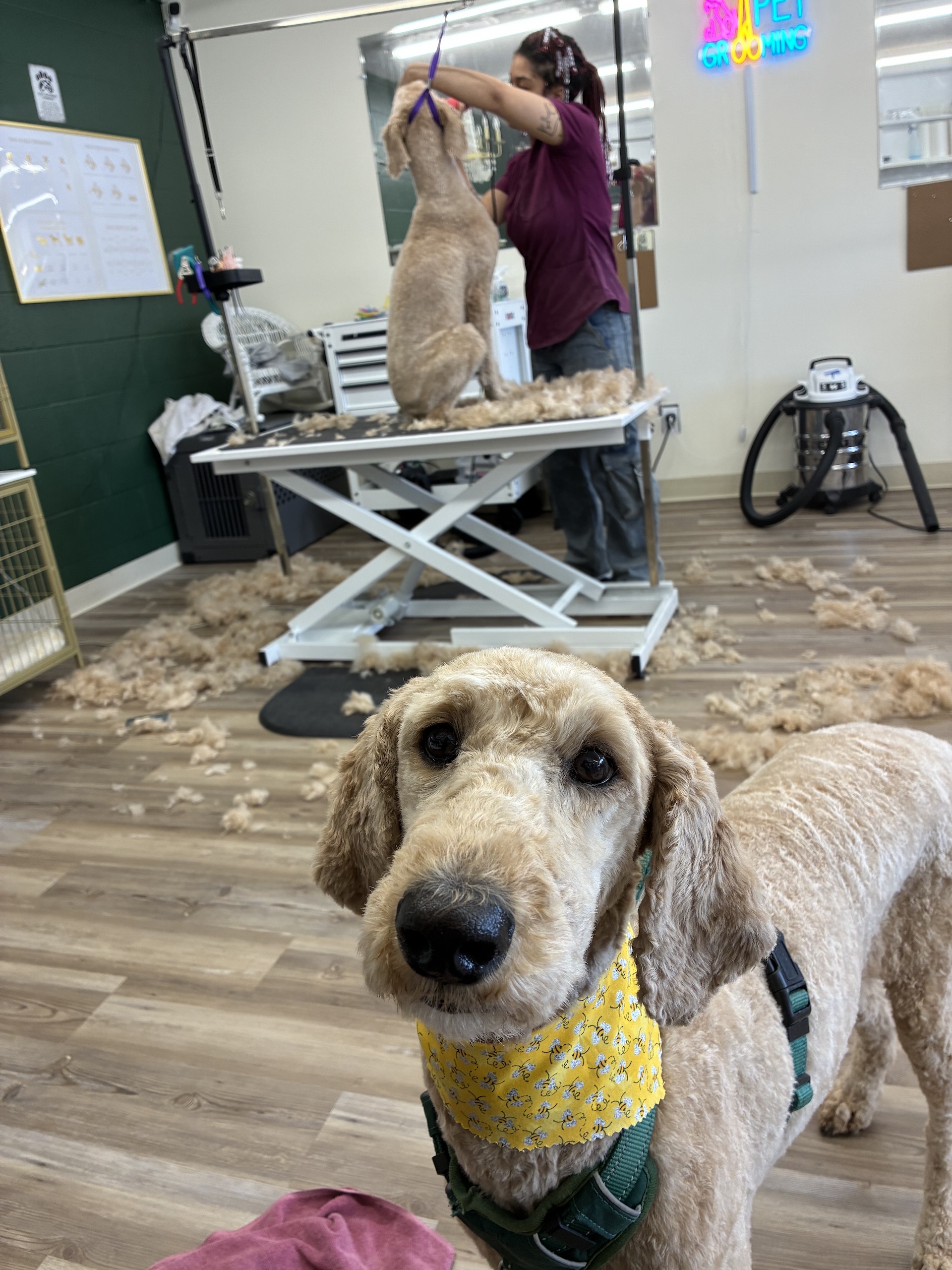 Medicated Pet Baths Oak Harbor