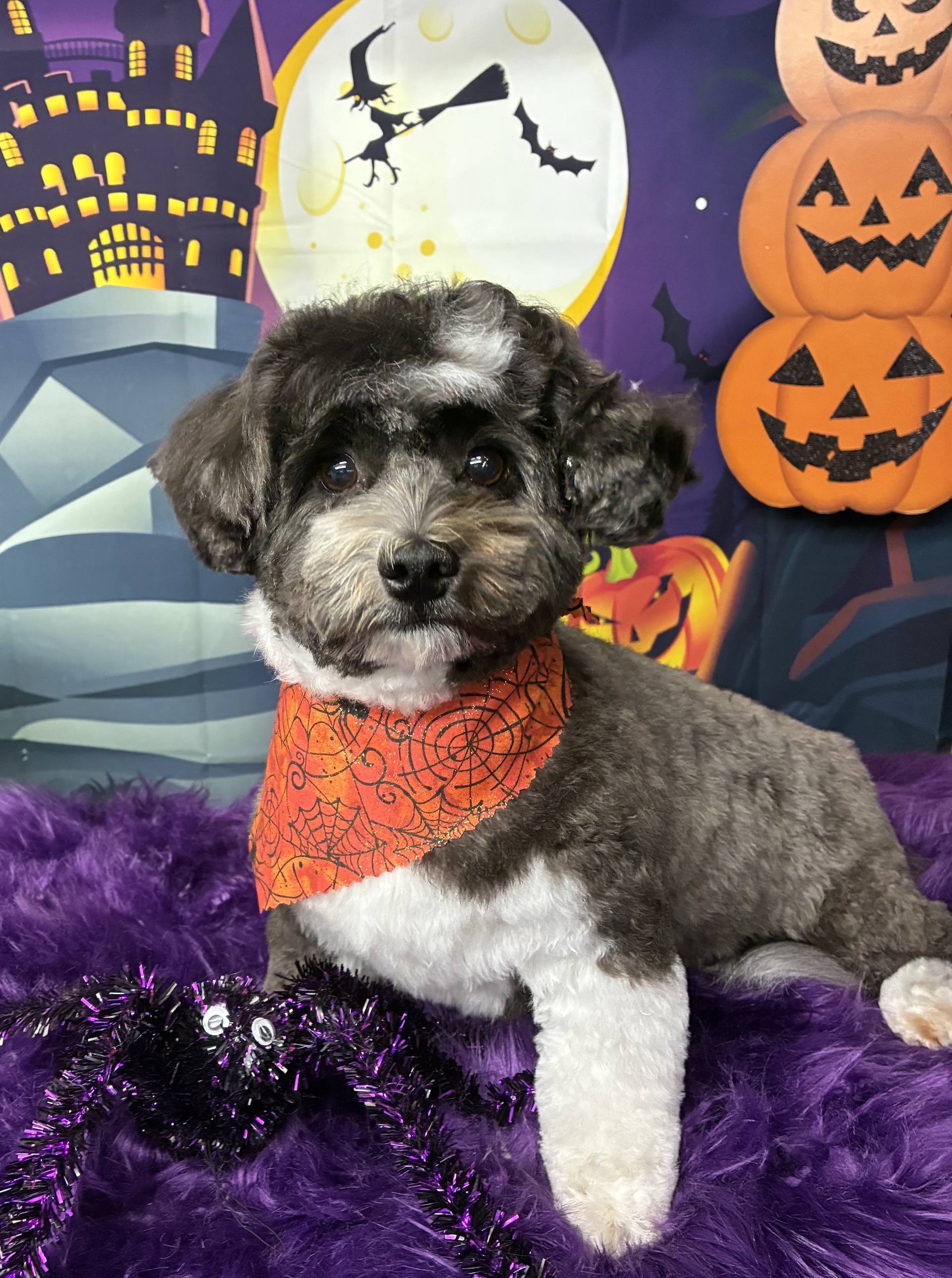 Flea Baths Oak Harbor