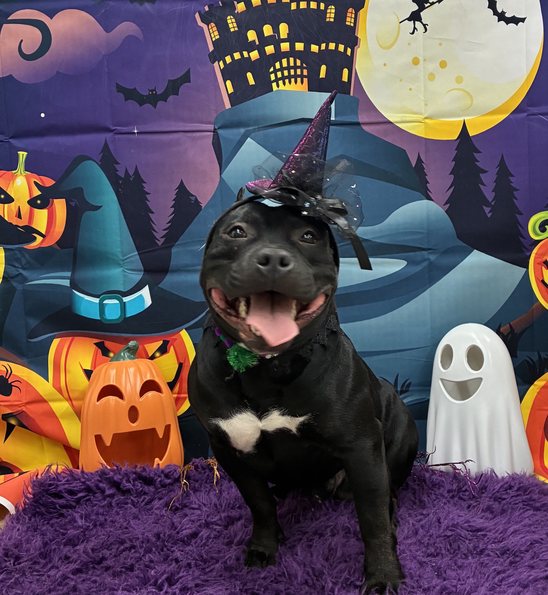 Anacortes Full Dog Grooming