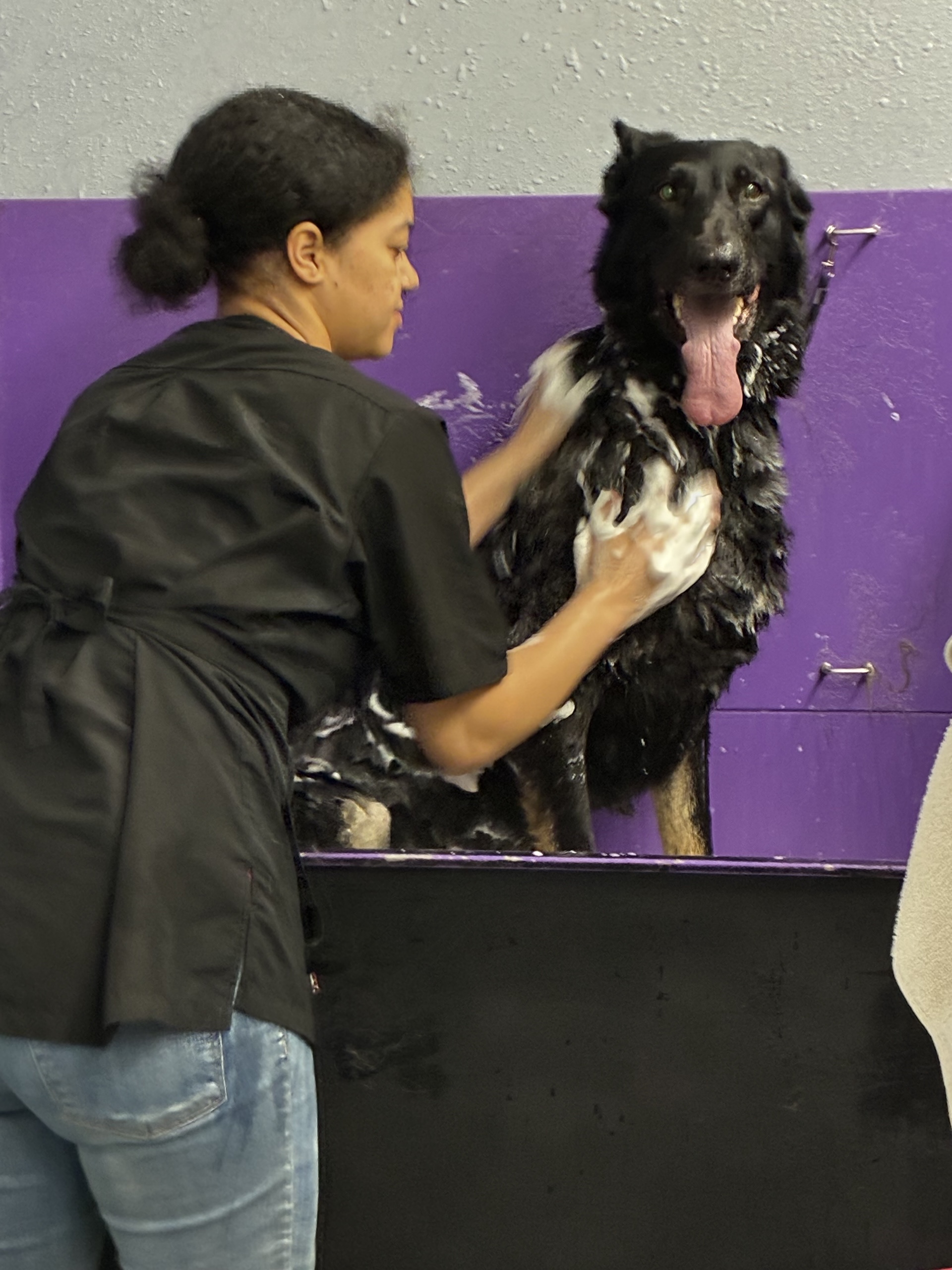 Medicated Pet Baths Oak Harbor
