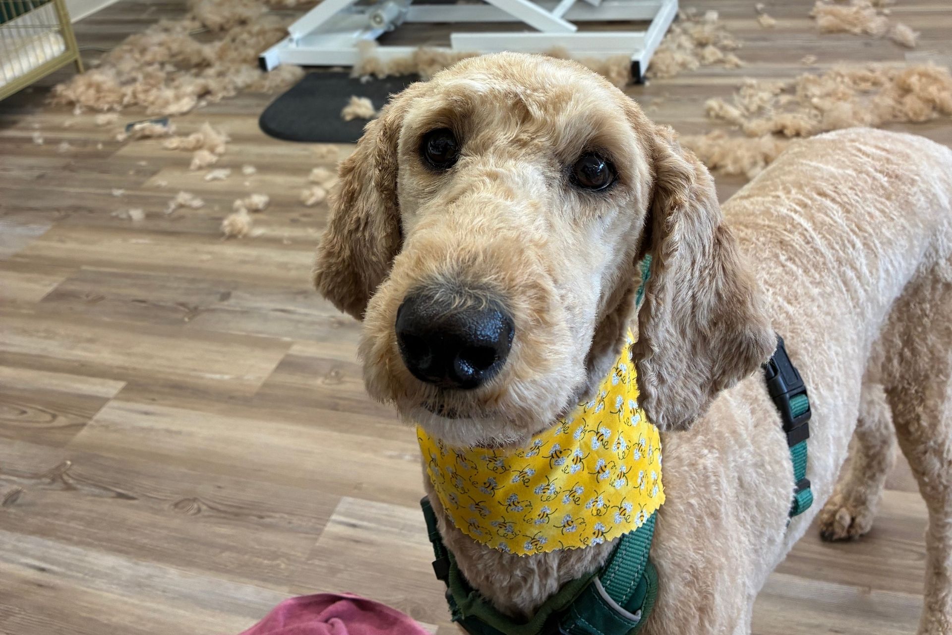 Tidy-Ups in Between Grooms in Oak Harbor