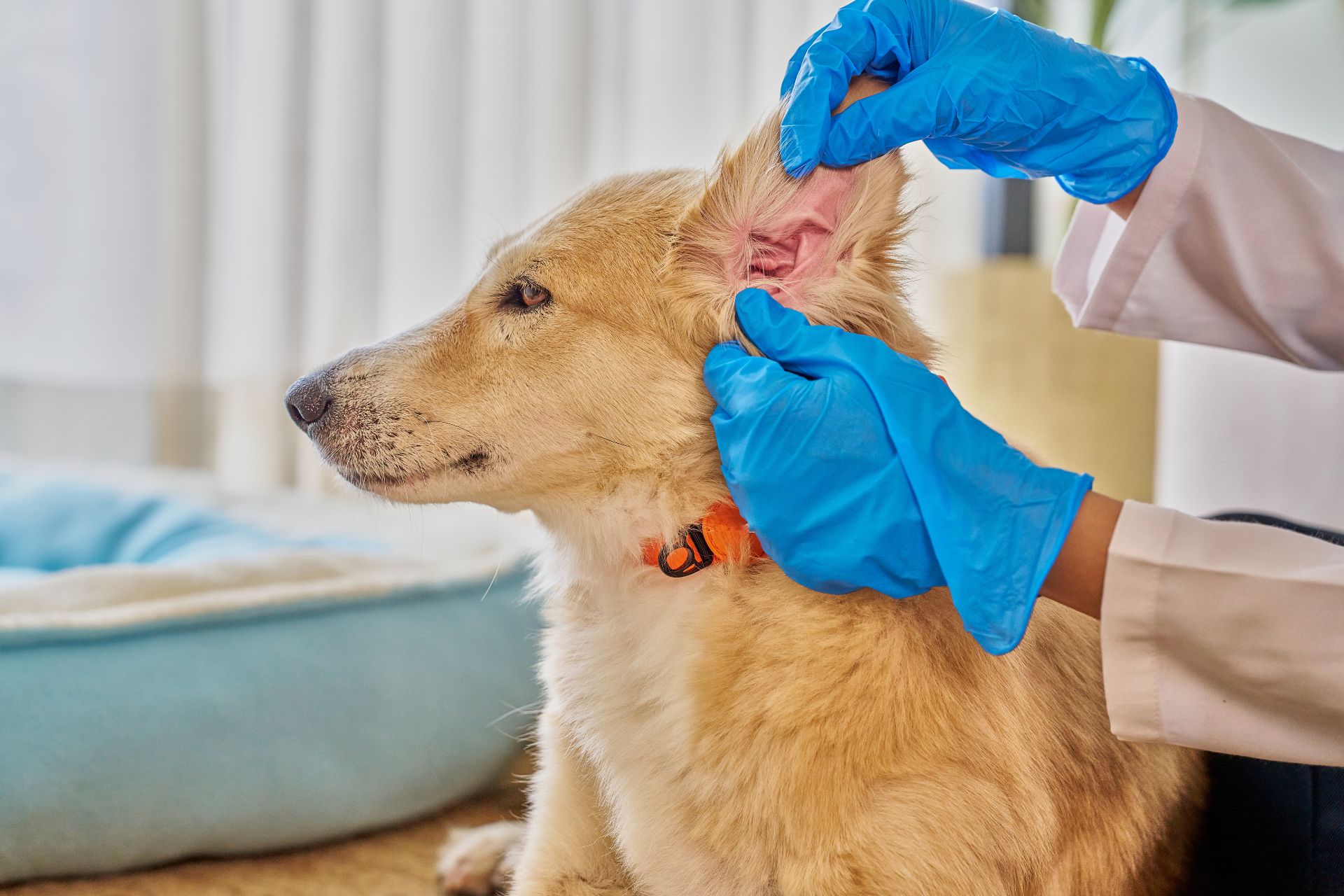 Ear Cleaning in Oak Harbor