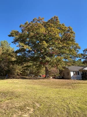 Tree Removal in Inman, SC