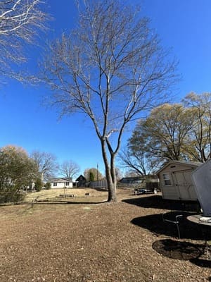 Tree Trimming in Campobello, SC