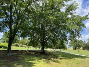 Stump Grinding in Campobello, SC