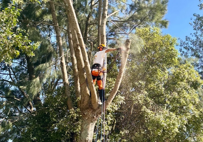 Qualified arborist working on tree maintenance in Wellington residential garden