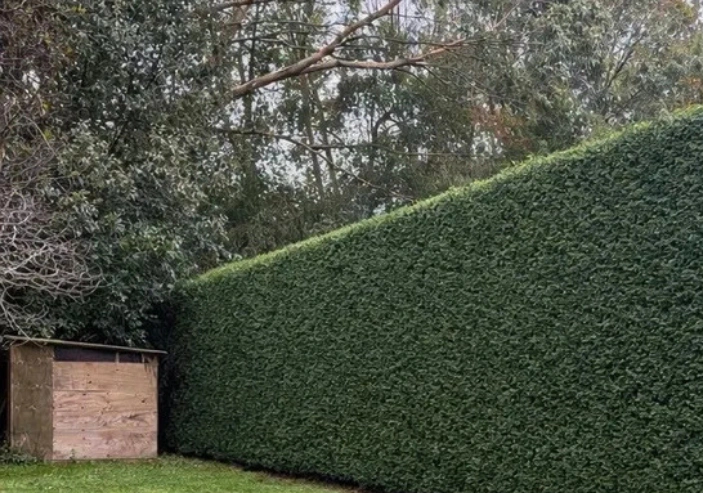 Hedge trimming service in Porirua shaping and maintaining neat boundary hedges