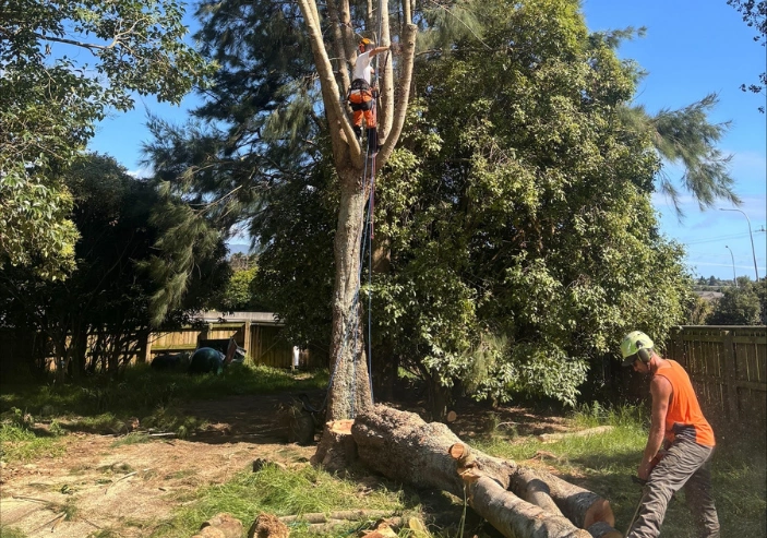Tree removal service in Wellington removing large hazardous tree near residential home safely