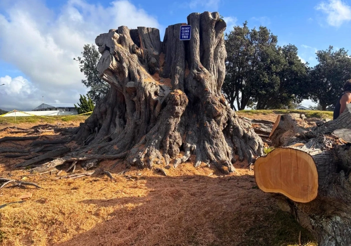 Tree maintenance Wellington improving safety and property appearance