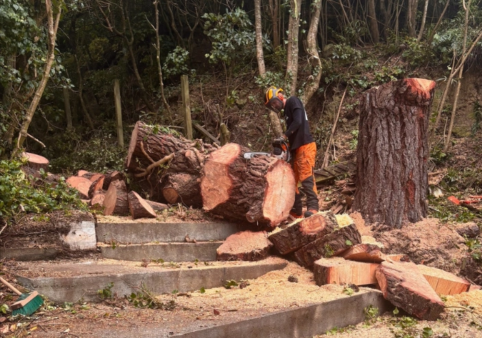 Local arborist Wellington trimming trees safely near house
