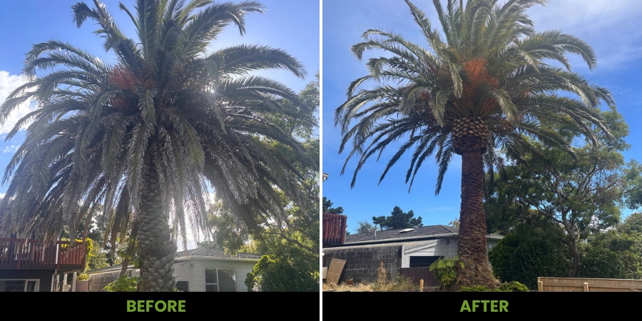 Recent arborist project Wellington tree removal and pruning completed on residential property