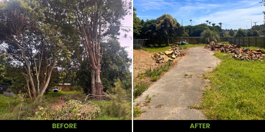 Arborist team in Wellington ready for tree removal and pruning service enquiries