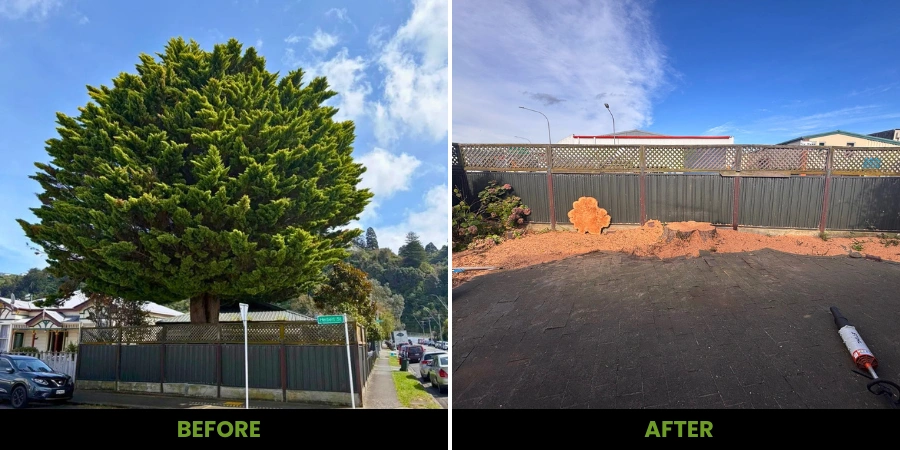 residential tree removal project