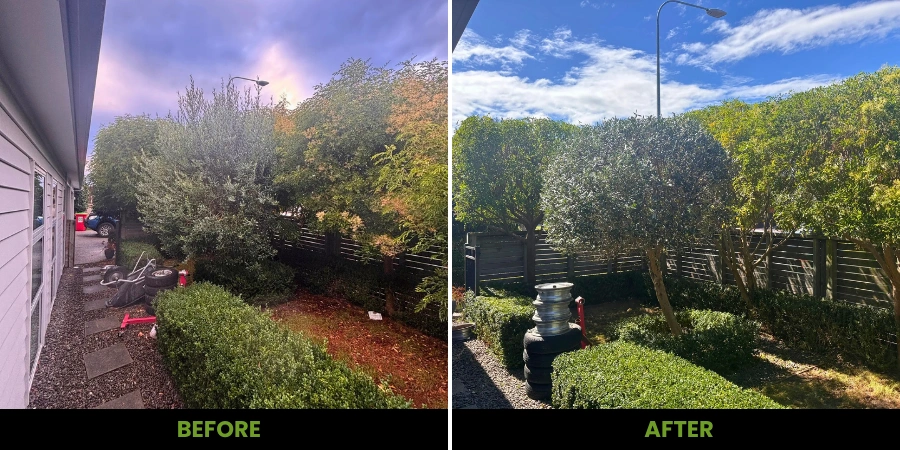 Tree cutting and pruning project Kapiti Coast showing before and after results