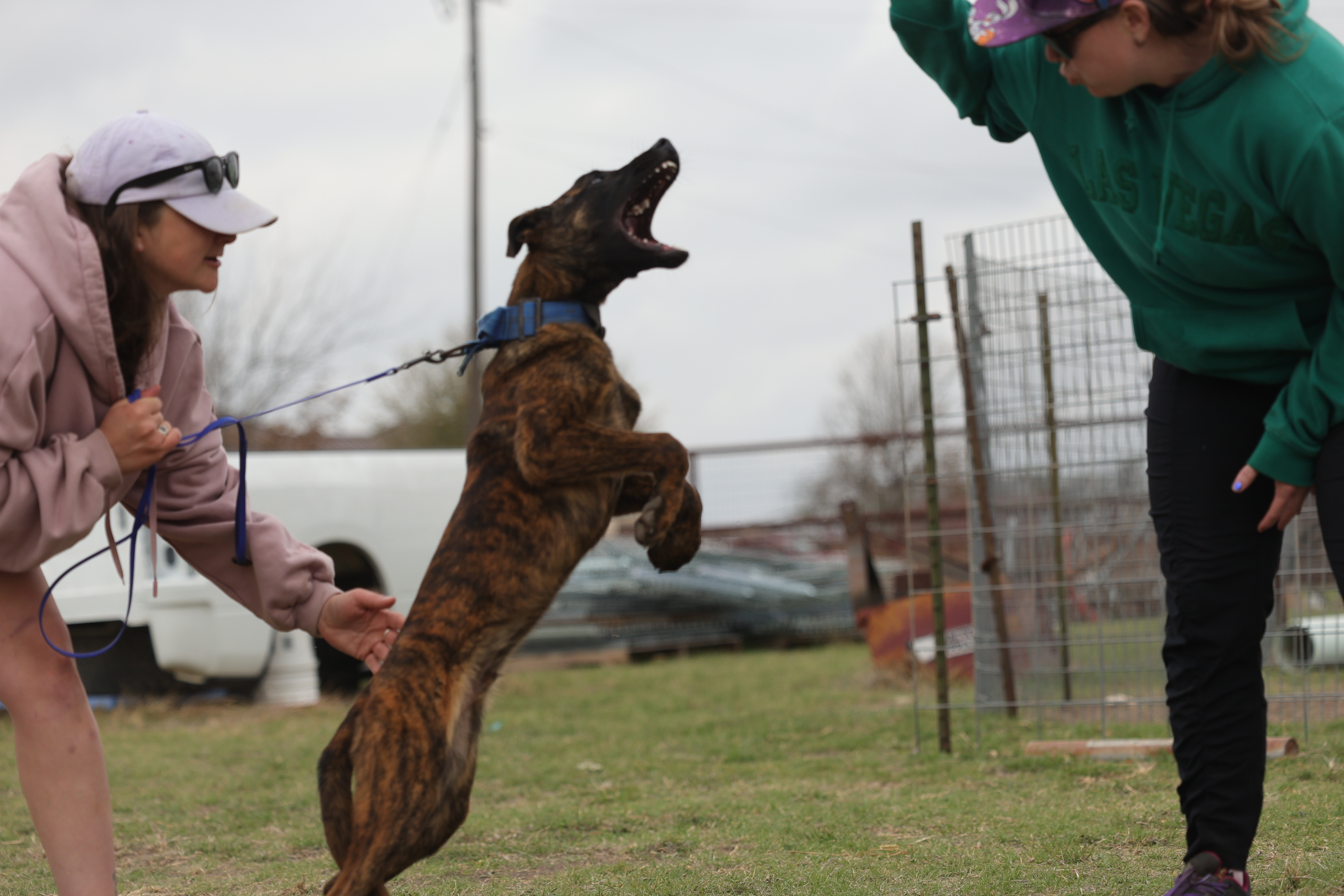 Quest K9 dog training in Red Deer, Alberta