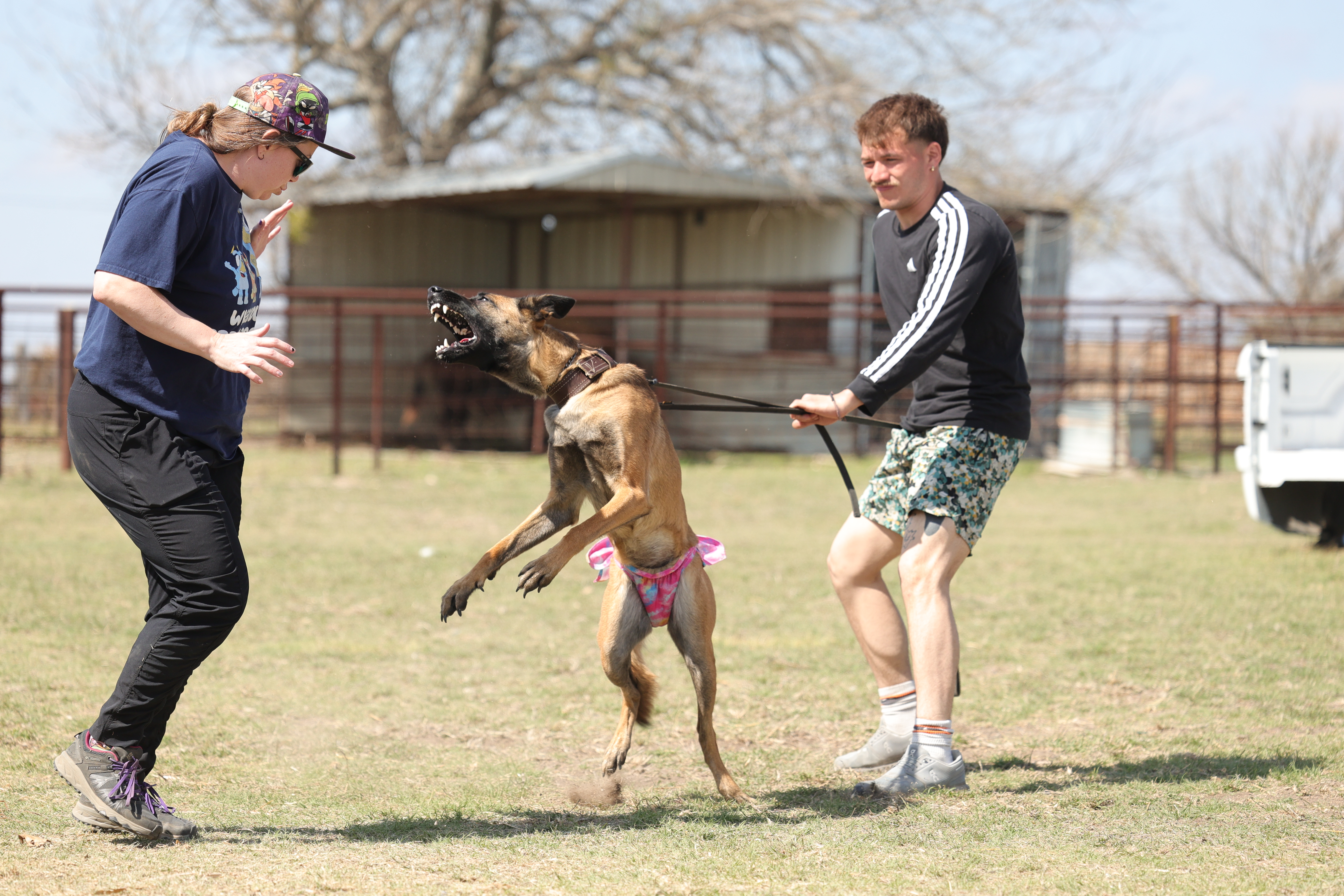 Quest K9 dog training in Red Deer, Alberta