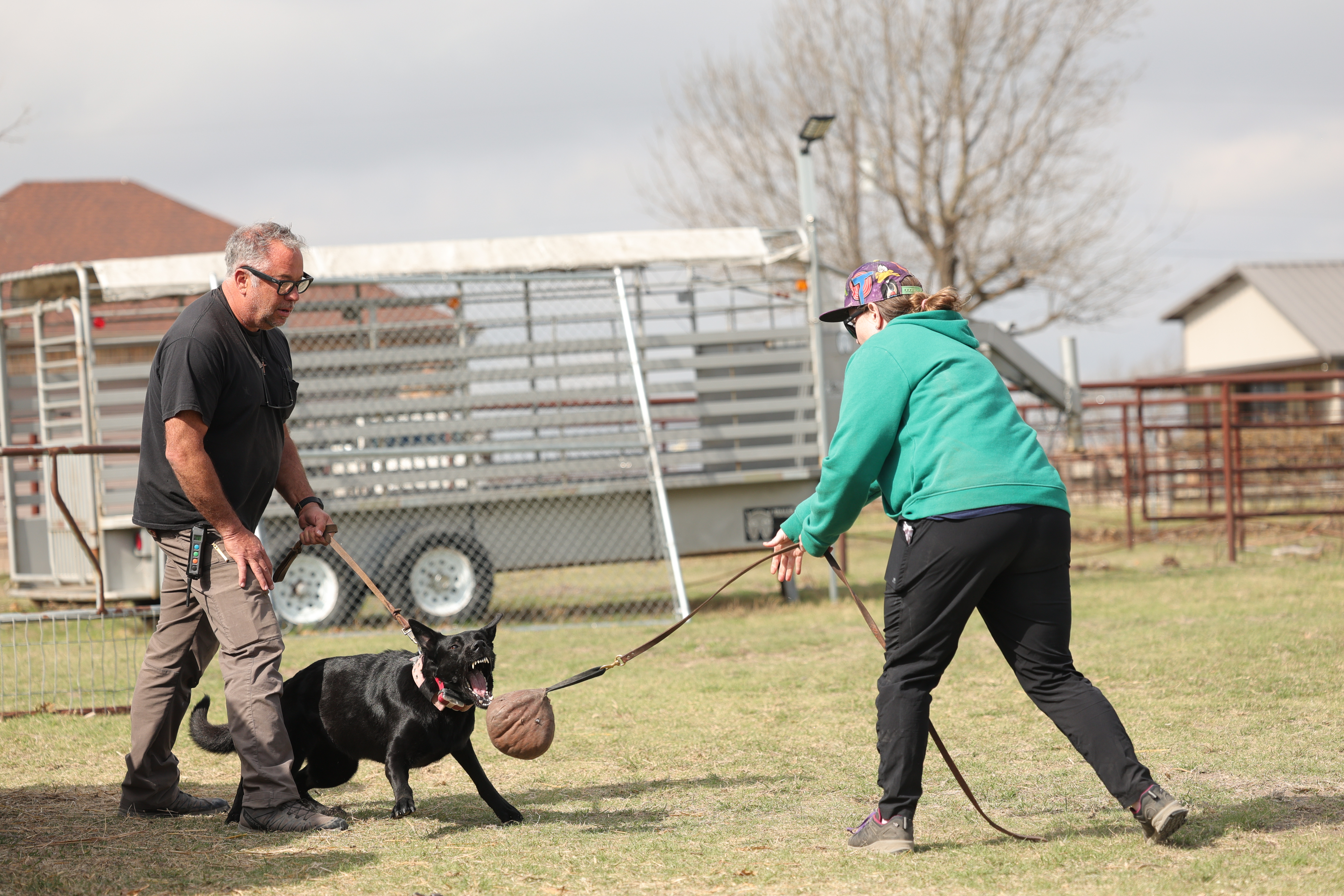 Quest K9 dog training in Red Deer, Alberta