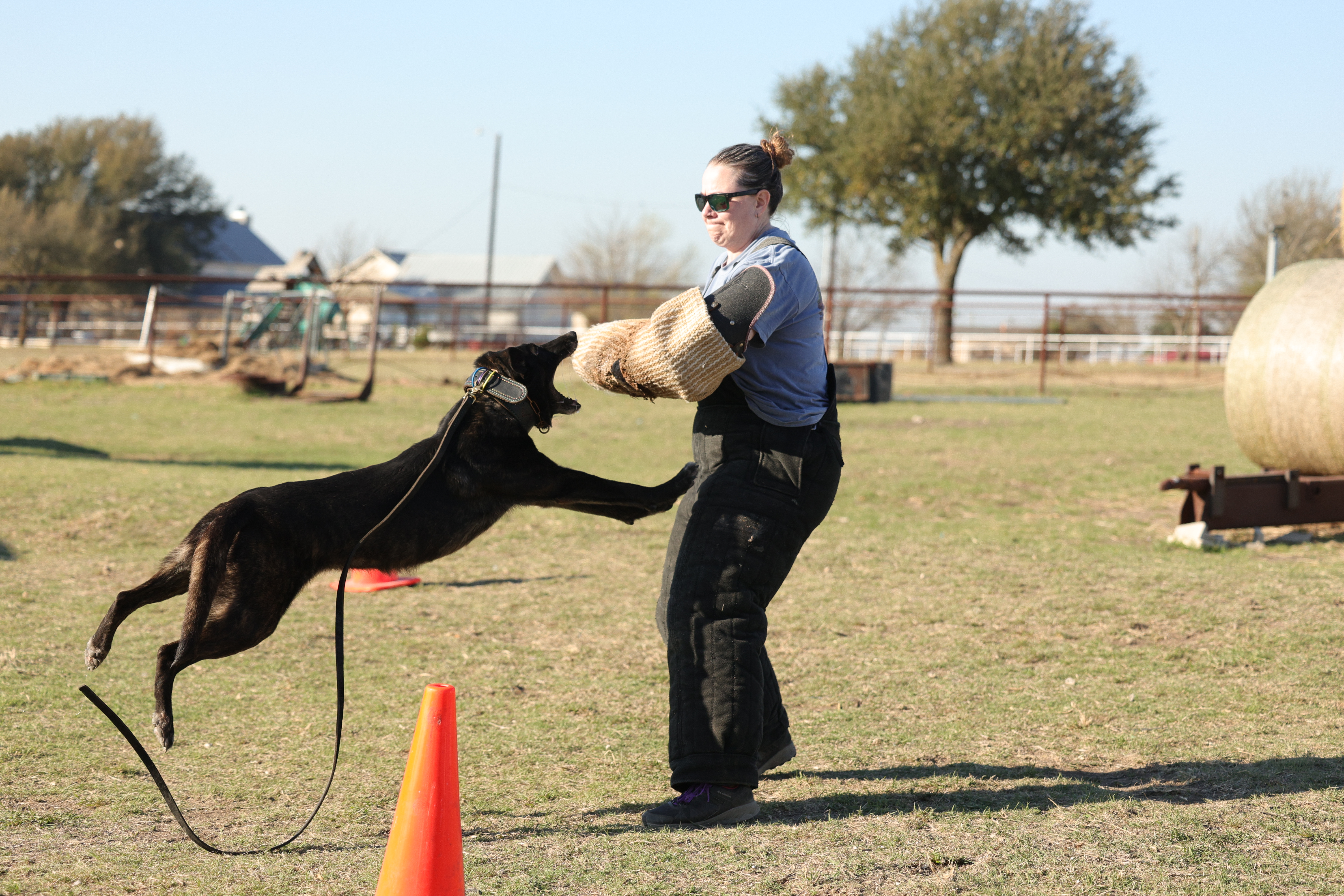 Quest K9 dog training in Red Deer, Alberta