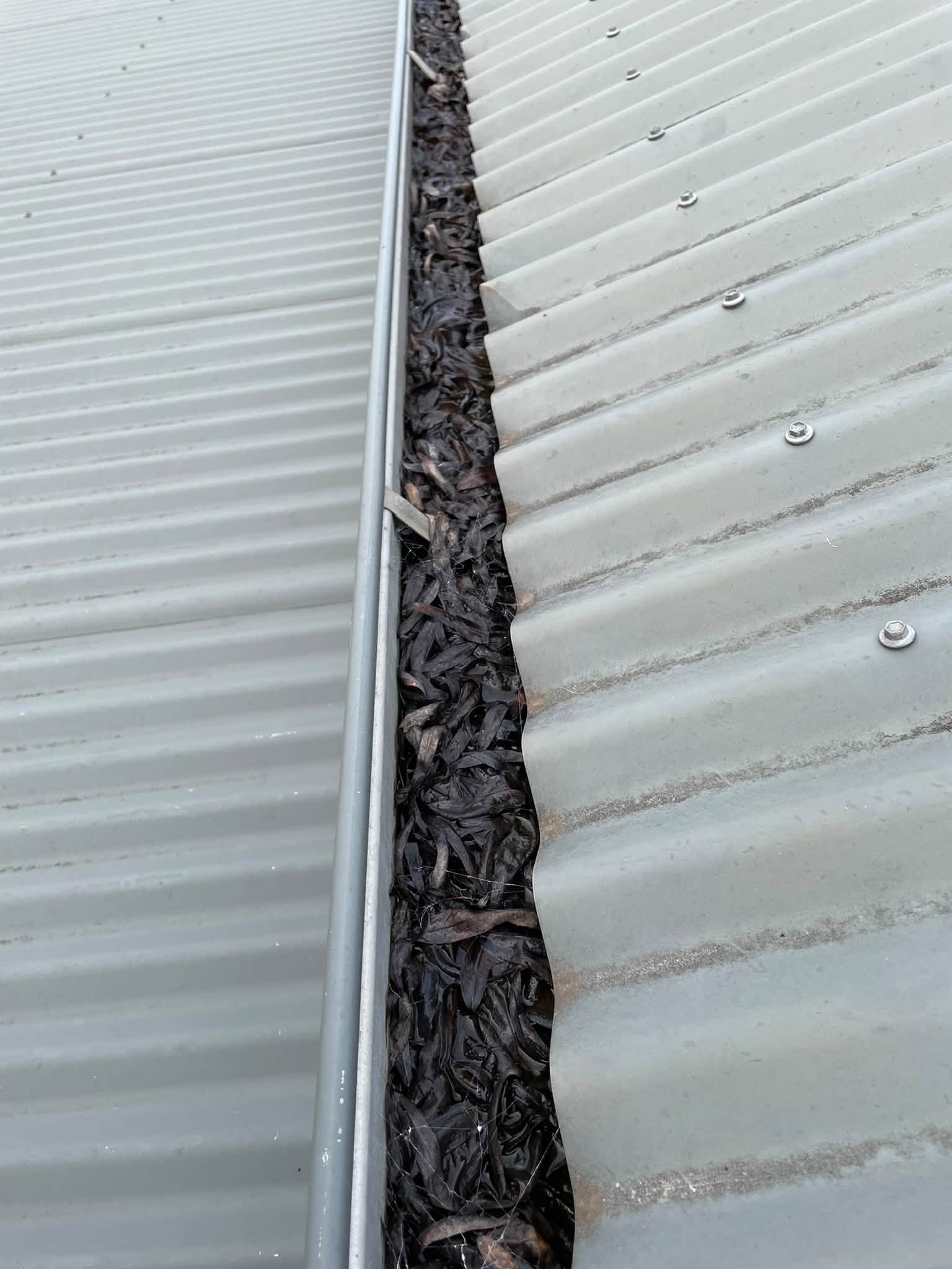 Heavy Leaf Buildup Gutter Flush Before