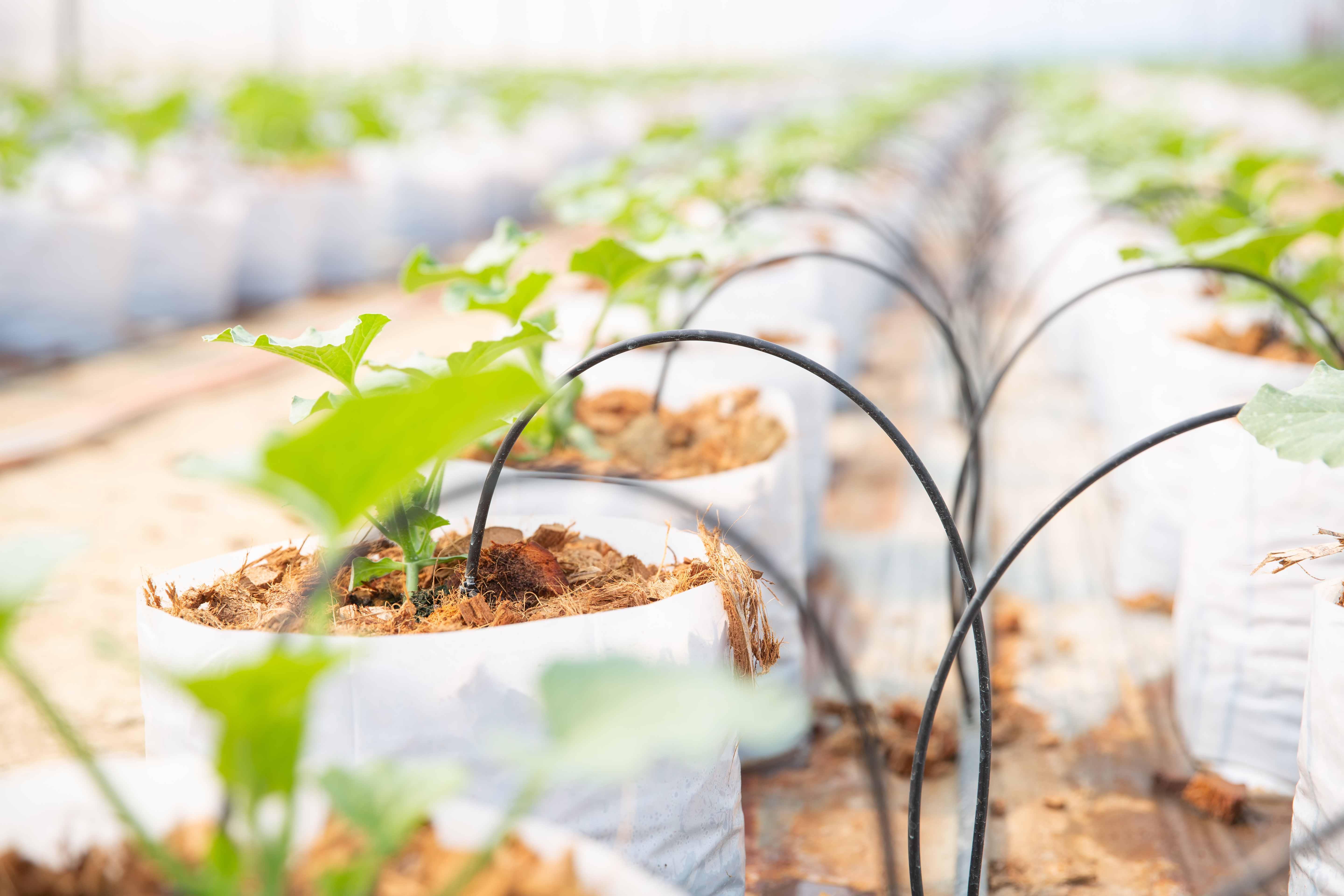 Drip irrigation system installation