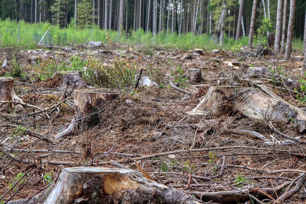 Tree Felling