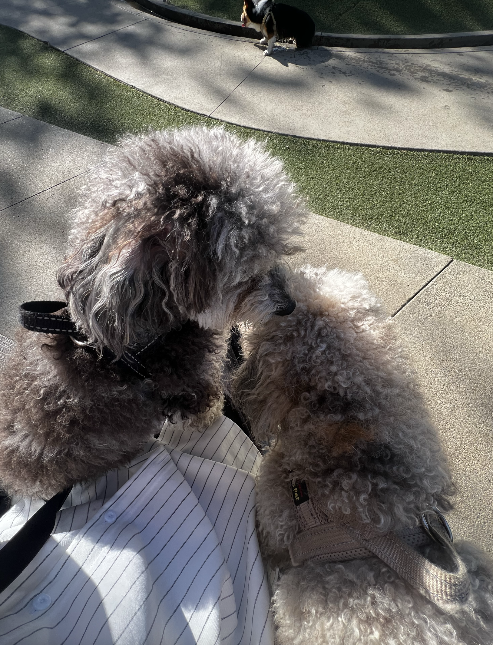 Sunny dog park in Playa Vista