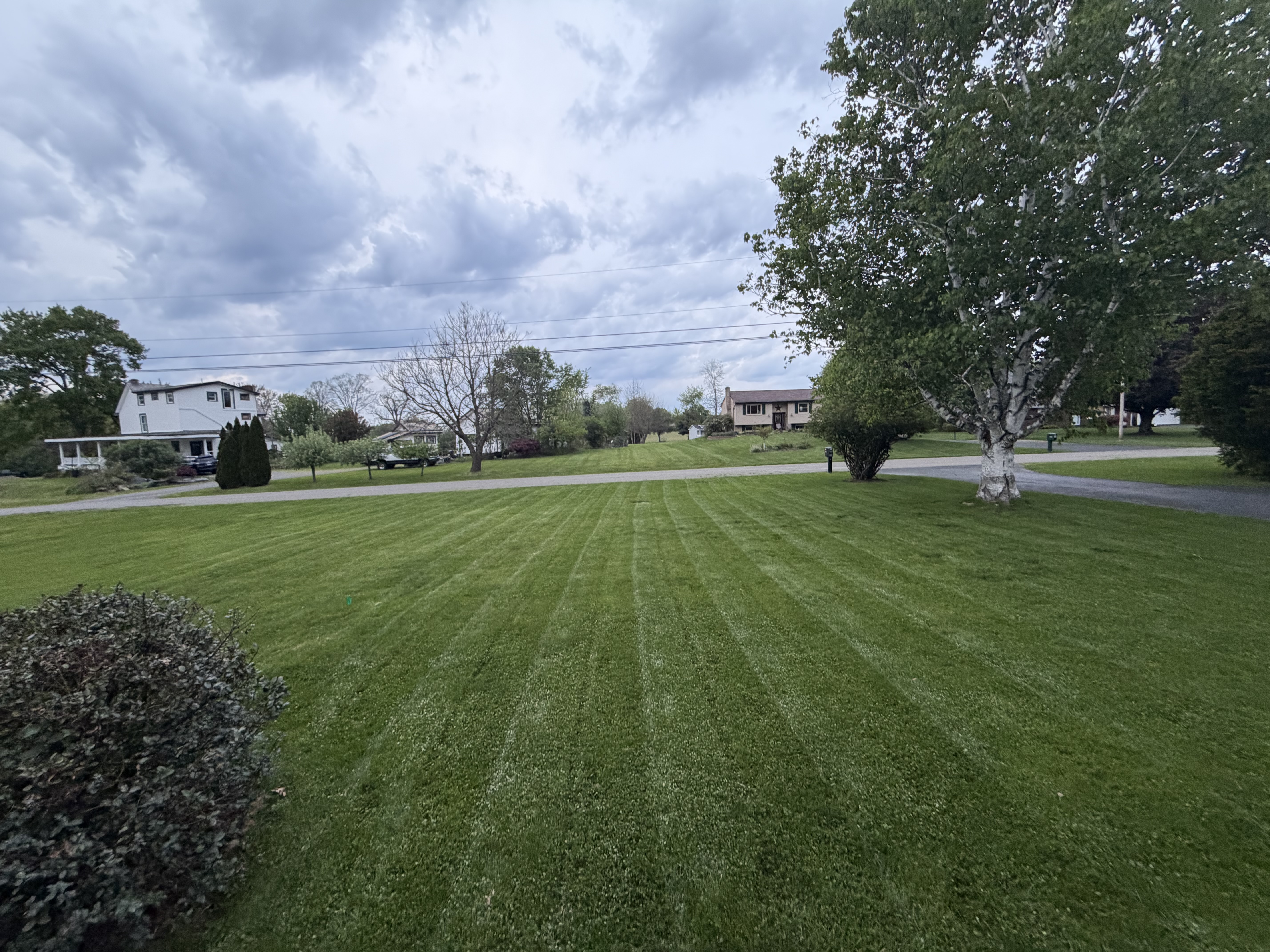 Hedge Trimming