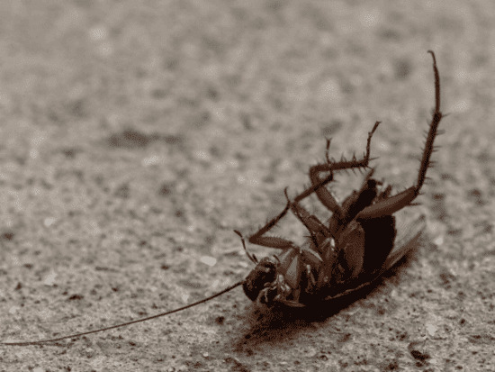 Carpenter Ant Control Warren