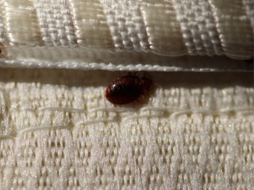 Roseville Bedbug Control