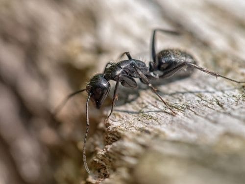 Carpenter Ant Control in Warren