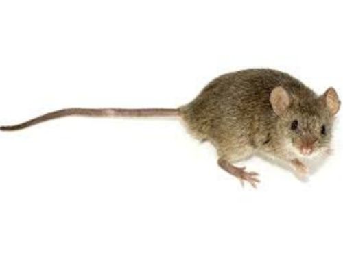 Bedbug Control Warren