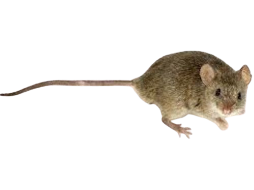 {{ custom_values.service_1 }} in {{custom_values.biz_area_1})